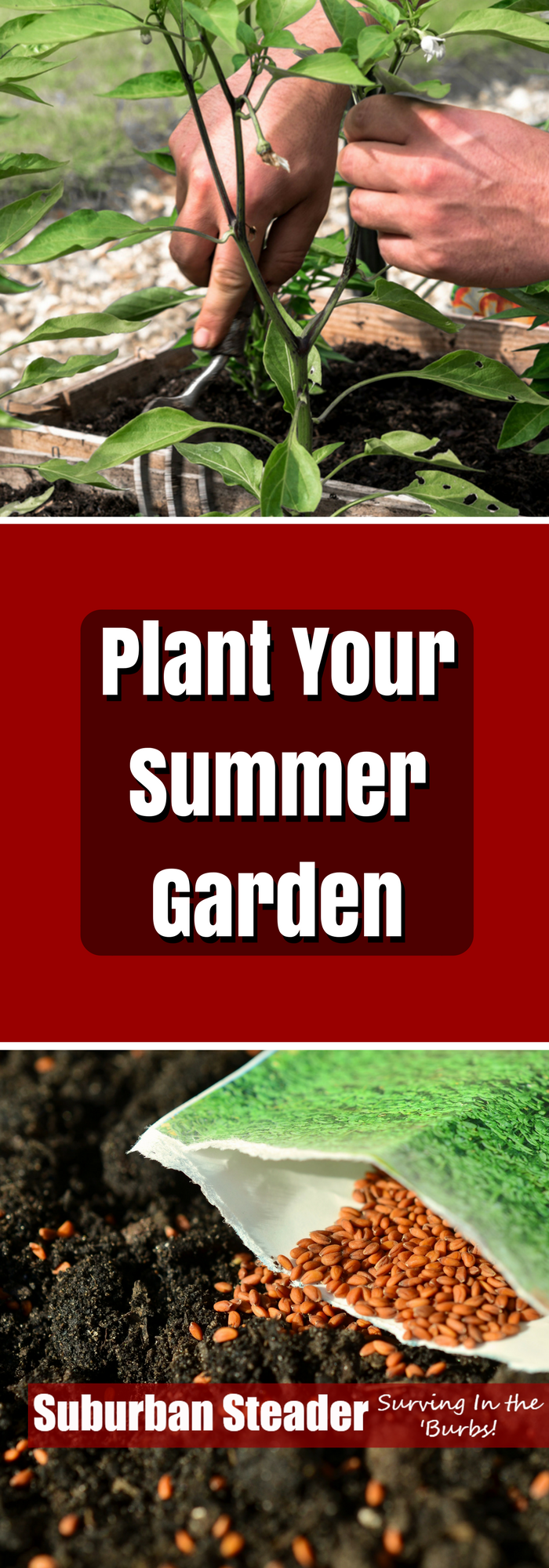 Plant Your Summer Garden