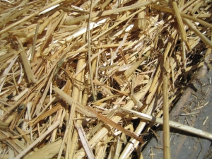 Straw Mulch for your Suburban Homestead