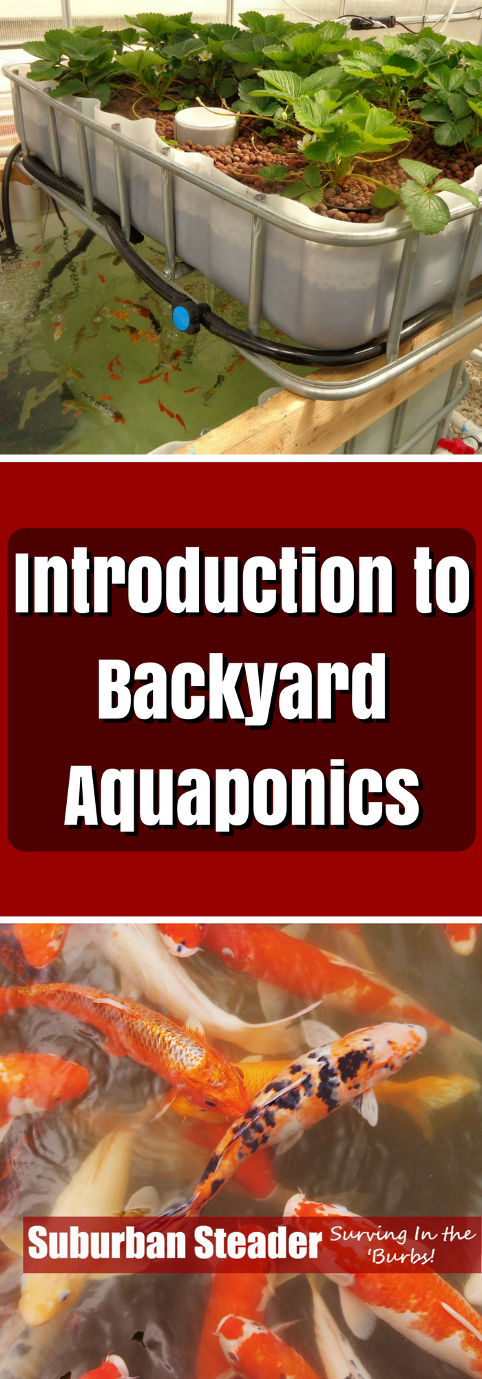 backyard aquaponics