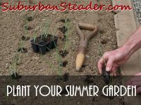 Plant Your Summer Garden