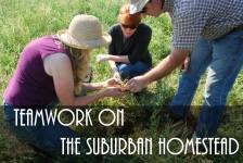 Teamwork On The Suburban Homestead