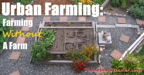 Urban Farming: No Farm Farming