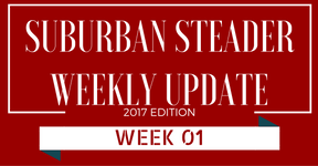 2017 Suburban Steader Update – Week 01