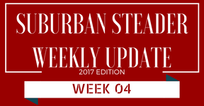 2017 Suburban Steader Update – Week 04
