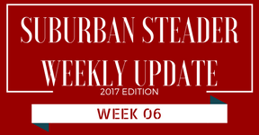 2017 Suburban Steader Update – Week 06