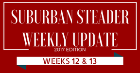 2017 Suburban Steader Update – Week 12 & 13