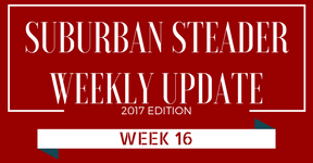 2017 Suburban Steader Update – Week 16