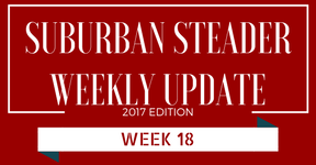 2017 Suburban Steader Update – Week 18