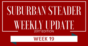 2017 Suburban Steader Update – Week 19
