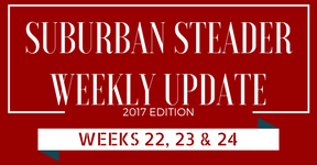 2017 Suburban Steader Update – Weeks 22, 23 & 24